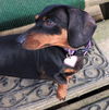 Molly in PA
