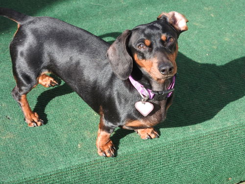 Molly in PA