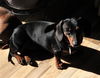 Molly in PA