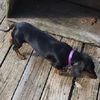 Molly in PA