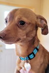 Tobias in NY (Dachshund mix)