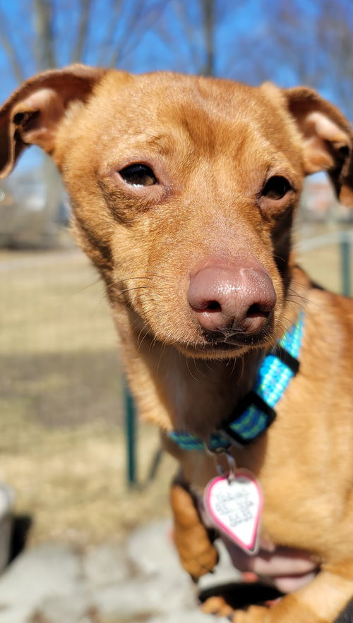 Tobias in NY (Dachshund mix)