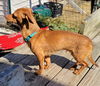 Tobias in NY (Dachshund mix)