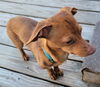 Tobias in NY (Dachshund mix)