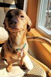 Tobias in NY (Dachshund mix)