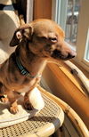 Tobias in NY (Dachshund mix)
