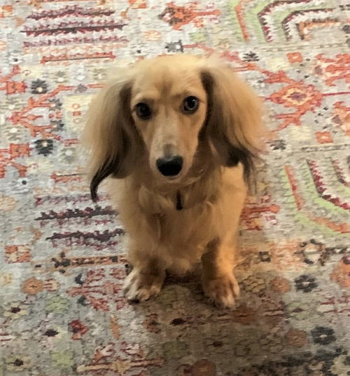 Tucker in NY