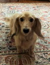 Tucker in NY