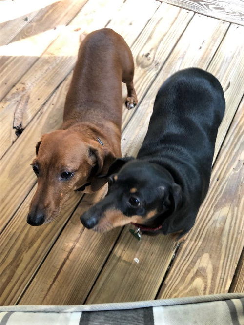 Nicki & Rascal in GA (bonded pair)