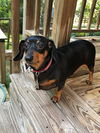 Nicki & Rascal in GA (bonded pair)