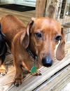 Nicki & Rascal in GA (bonded pair)