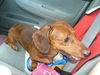 RUSTY....RV traveler