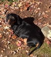 Tucker in VA