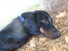 Buster Brown