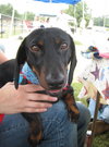 Buster Brown