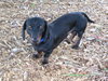 Buster Brown