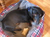 Buster Brown