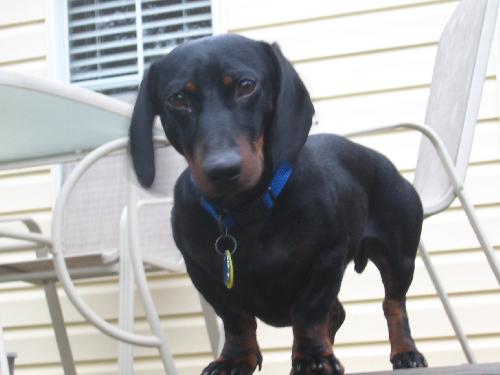 Buster Brown
