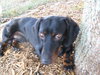 Buster Brown