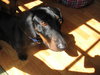Buster Brown