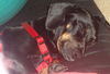 Murphy