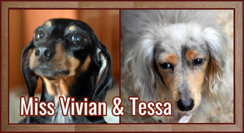 Miss Vivian and Tessa TNonded pair)