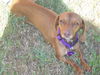 Molly6...MA