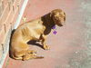 Molly6...MA