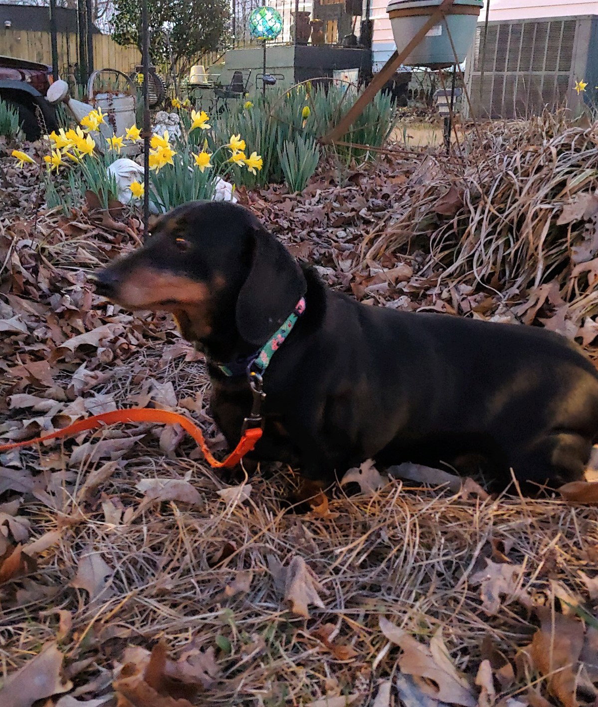 Dog for Adoption Chloe in MI, a Dachshund in Franklin County, TN