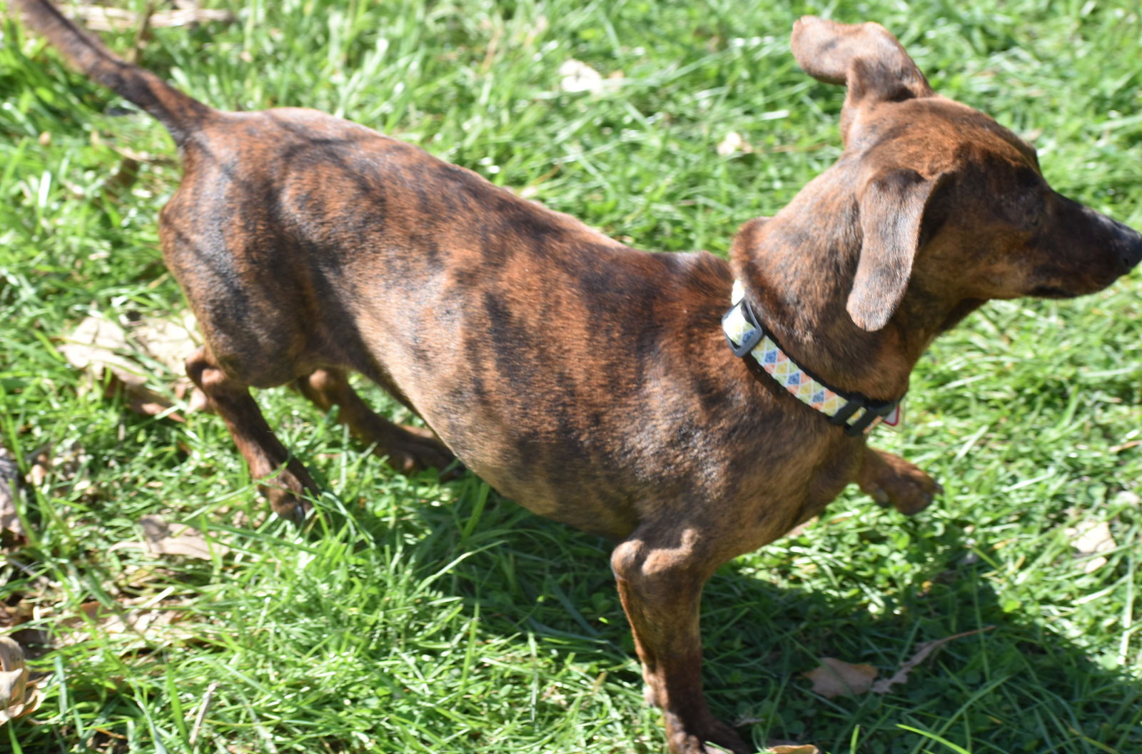 Dog For Adoption Rosie In MI A Dachshund In Coffee County TN 