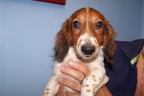 Toby, Jr.