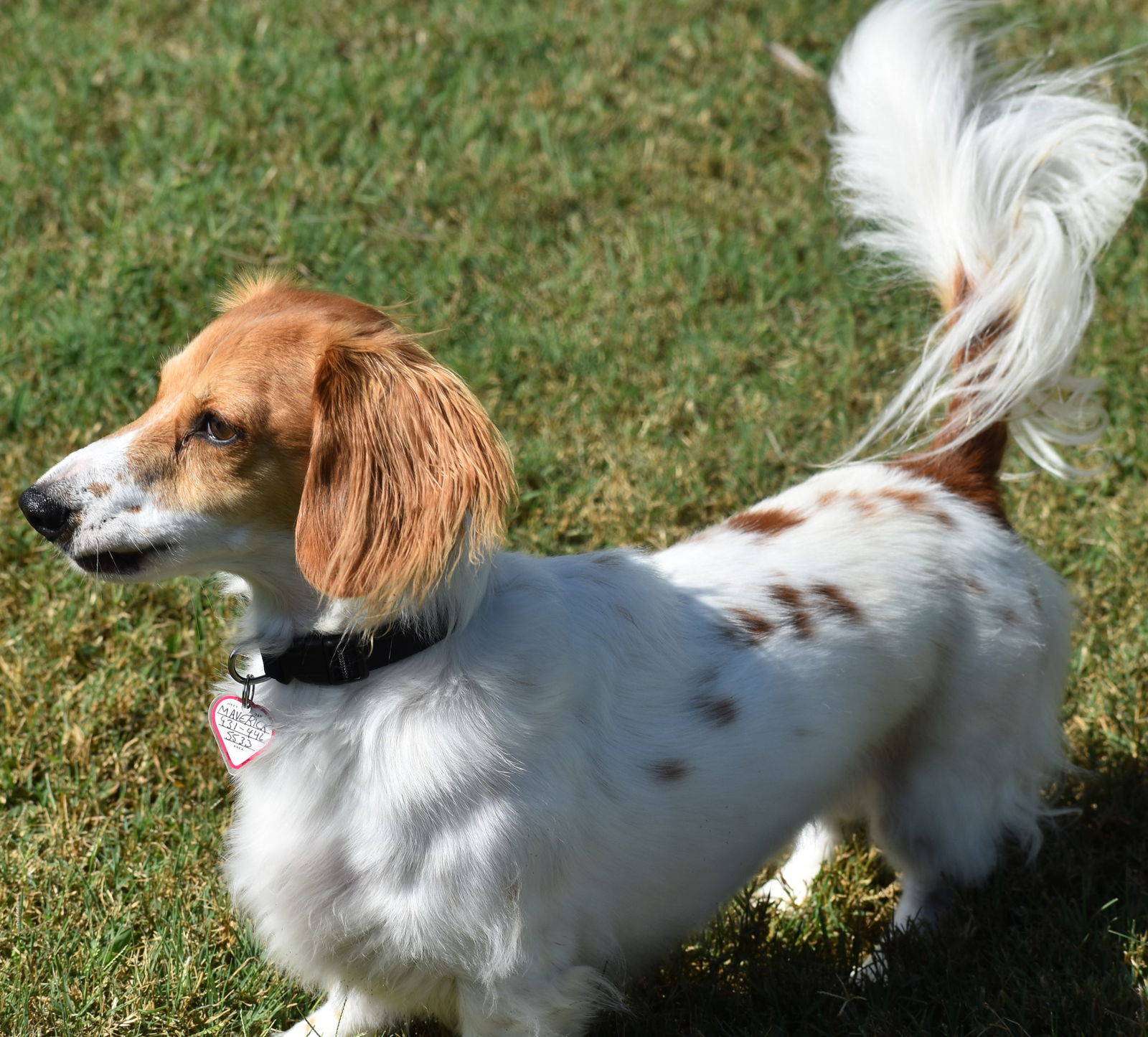 adoptable Dog in Shelbyville, TN named Maverick in NC (Needs Structure)