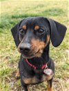 adoptable Dog in shelbyville, TN named Vinny in MI