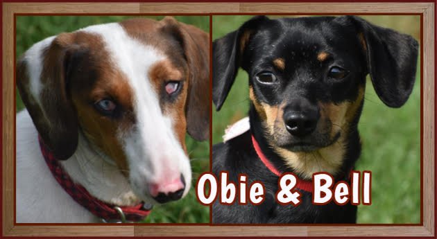 adoptable Dog in Shelbyville, TN named Bell & Obie in TN