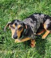 adoptable Dog in shelbyville, TN named Drake in FL