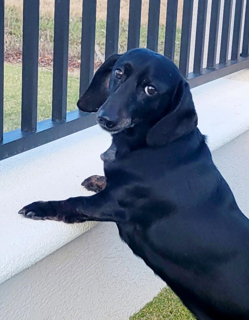 Dog adoption in Shelbyville, TN 37160 Dachshund (short coat) Dog