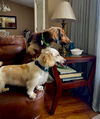 Aubie and Bella in FL (bonded pair)