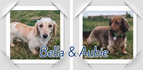 Aubie and Bella in FL (bonded pair)