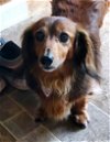 adoptable Dog in shelbyville, TN named Roscoe in TN