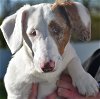 adoptable Dog in shelbyville, TN named Gretchen in SC