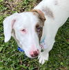 Gretchen in SC (Needs a HOME)