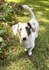 Gretchen in SC (Needs a HOME)