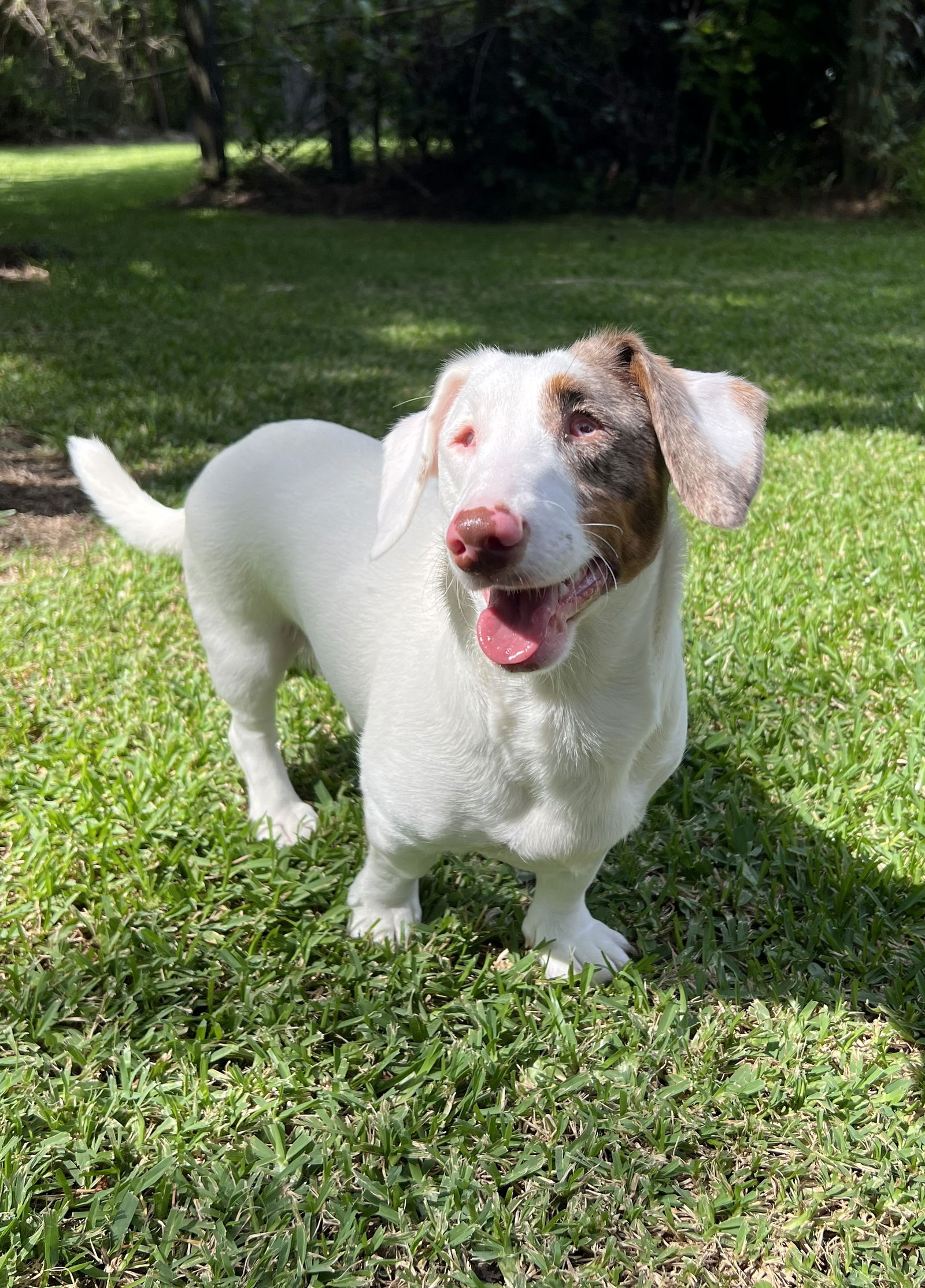 adoptable Dog in Shelbyville, TN named Gretchen in SC (Needs a HOME)