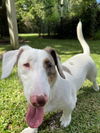 Gretchen in SC (Needs a HOME)