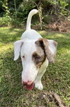 Gretchen in SC (Needs a HOME)