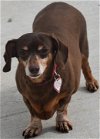adoptable Dog in  named Dolly in FL