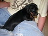 Joey2...CT
