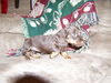 Tootsie3...CA