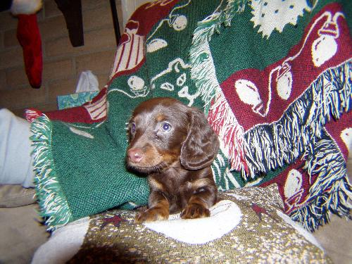 Brownie...CA