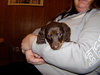 Brownie...CA